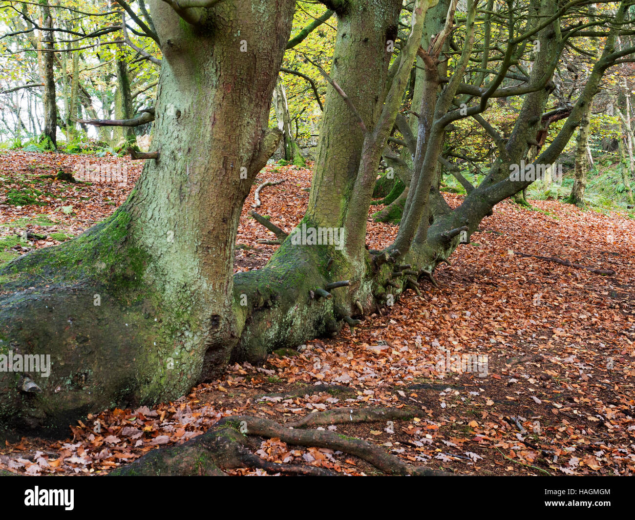 Albero caduto crescente orizzontalmente in legno Skrikes ponte Pateley North Yorkshire, Inghilterra Foto Stock