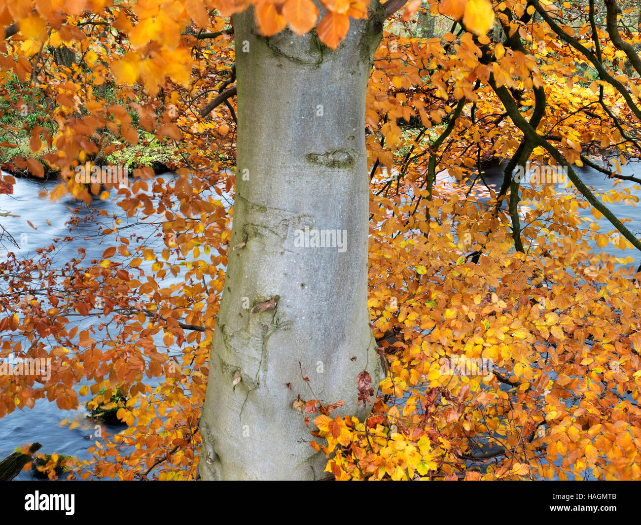 Autunno Faggio dal fiume Nidd a Summerbridge North Yorkshire, Inghilterra Foto Stock