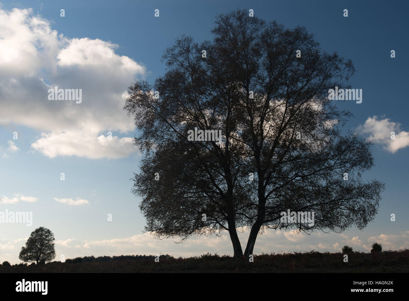 Tree stagliano contro il cielo su Rockford comune nella nuova foresta Foto Stock