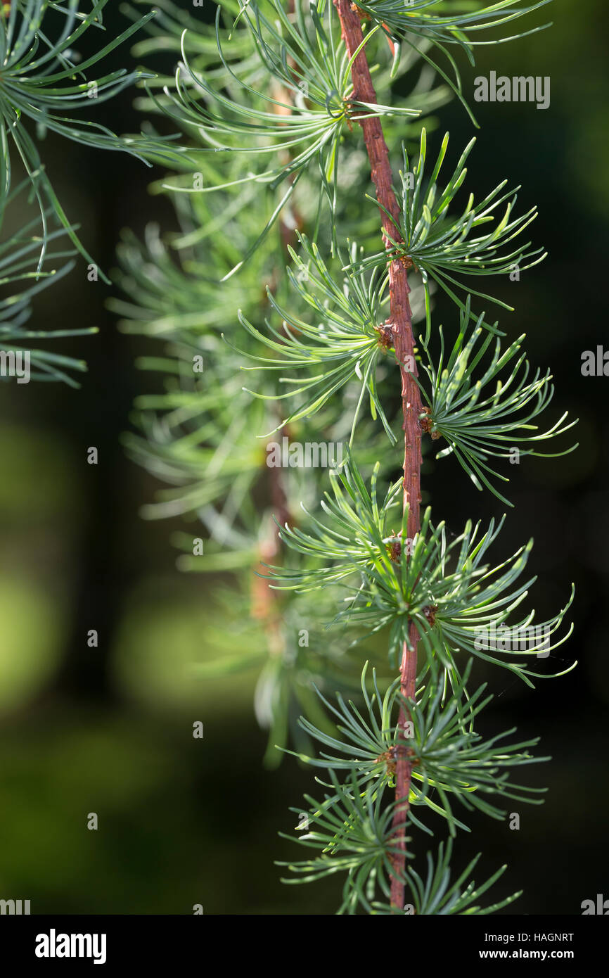 Japanische Lärche, Larix kaempferi, Larix leptolepis, Giapponese larice karamatsu, Le Mélèze du Japon Foto Stock