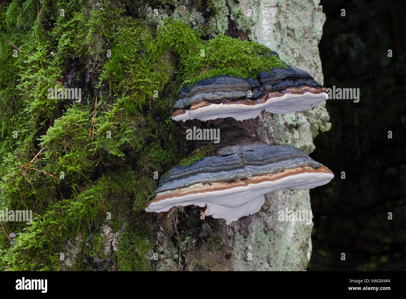 Echter Zunderschwamm, Fomes fomentarius, Tinder Fungus, falso fungo tinder, Hoof Fungus, Tinder Conk, Tinder Polyporo, Ice Man Fungus Foto Stock