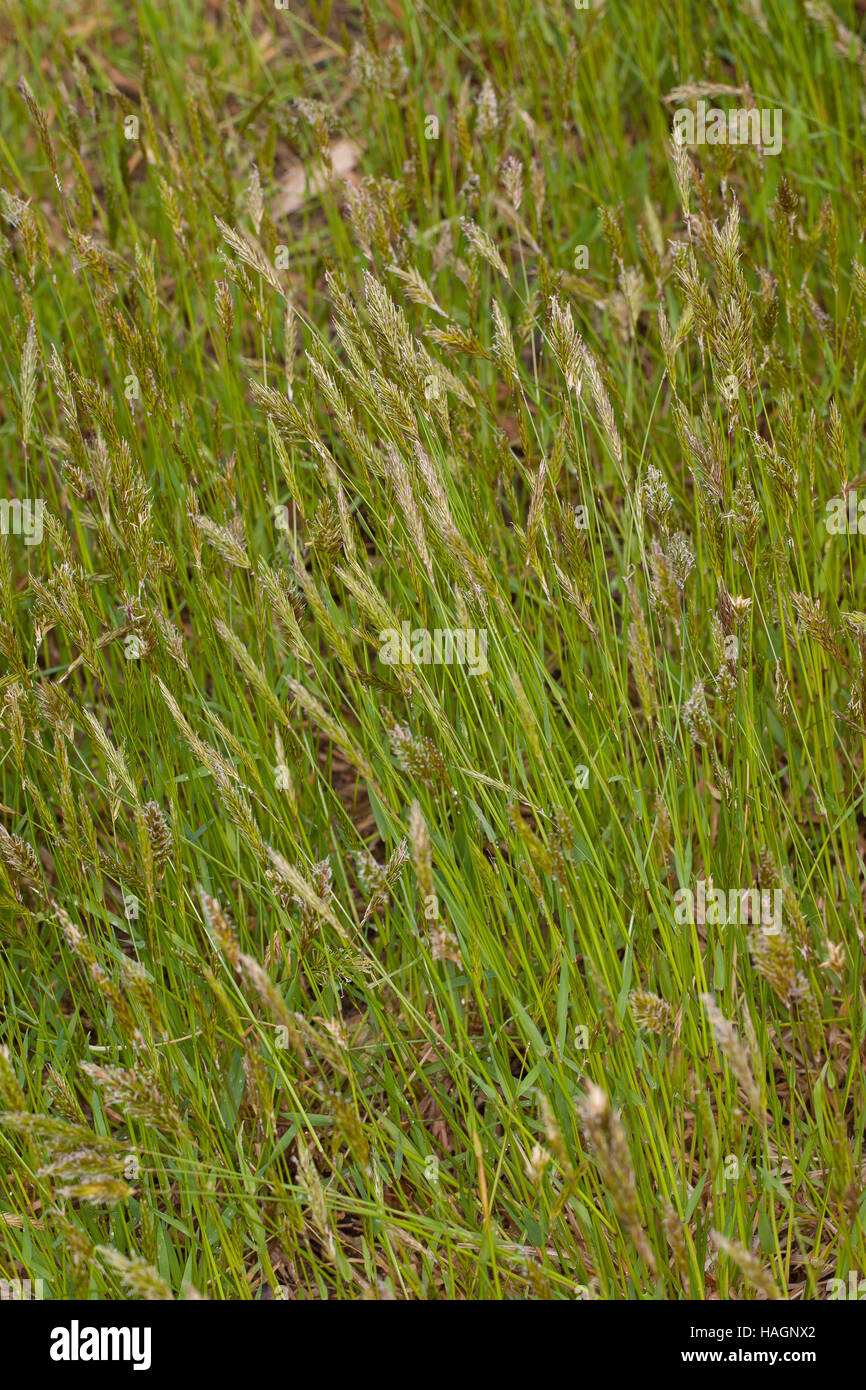 Gewöhnliches Ruchgras, Wohlriechendes Ruchgras, Ruchgras, Geruchgras, Anthoxanthum odoratum, dolce erba primaverile, santo erba, erba di vaniglia, buffalo gr Foto Stock Gewöhnliches Ruchgras, Wohlriechendes Ruchgras, Ruchgras, Geruchgras, Anthoxanthum odoratum, dolce erba primaverile, santo erba, erba di vaniglia, buffalo gr Foto Stock