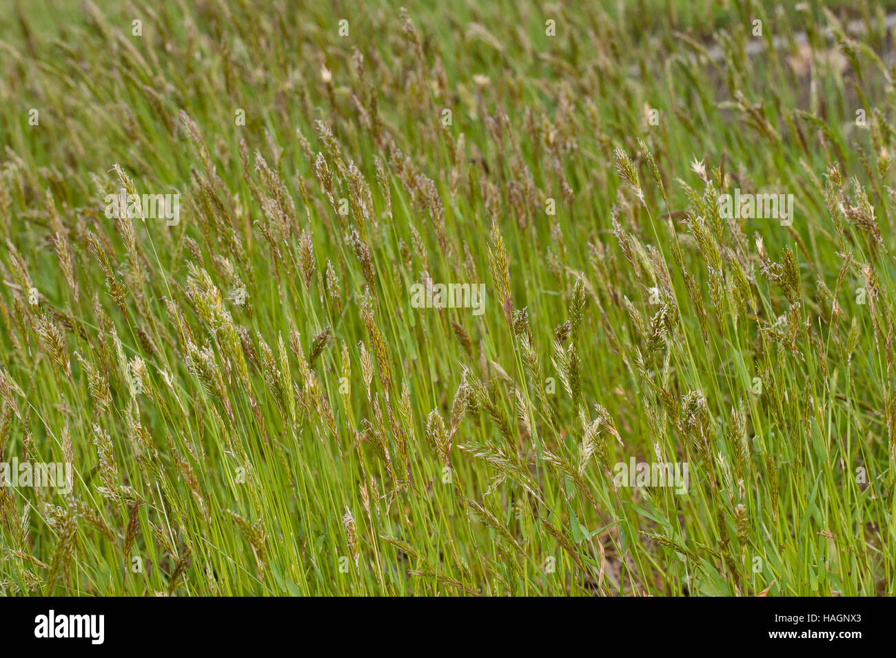 Gewöhnliches Ruchgras, Wohlriechendes Ruchgras, Ruchgras, Geruchgras, Anthoxanthum odoratum, dolce erba primaverile, santo erba, erba di vaniglia, buffalo gr Foto Stock Gewöhnliches Ruchgras, Wohlriechendes Ruchgras, Ruchgras, Geruchgras, Anthoxanthum odoratum, dolce erba primaverile, santo erba, erba di vaniglia, buffalo gr Foto Stock