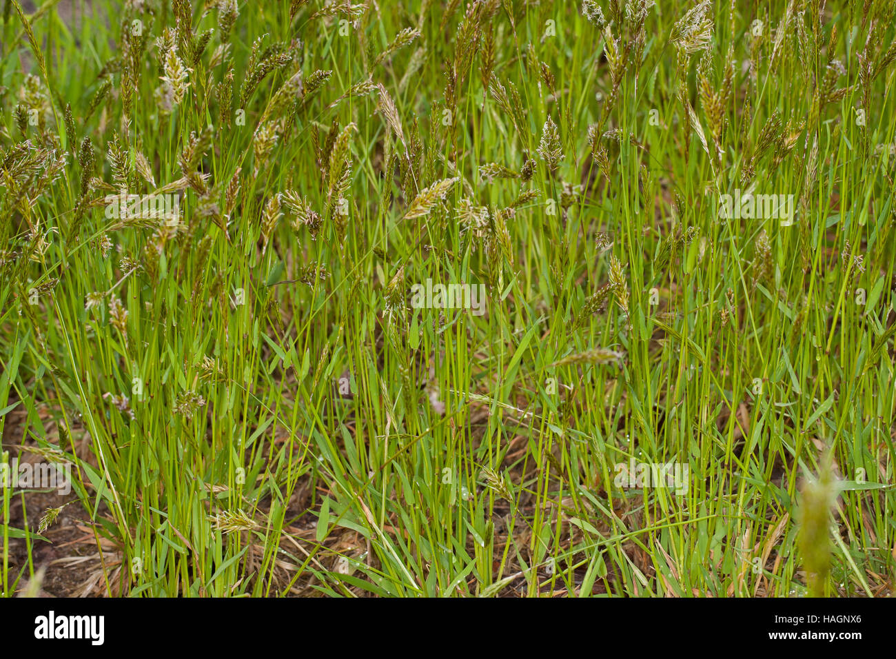 Gewöhnliches Ruchgras, Wohlriechendes Ruchgras, Ruchgras, Geruchgras, Anthoxanthum odoratum, dolce erba primaverile, santo erba, erba di vaniglia, buffalo gr Foto Stock Gewöhnliches Ruchgras, Wohlriechendes Ruchgras, Ruchgras, Geruchgras, Anthoxanthum odoratum, dolce erba primaverile, santo erba, erba di vaniglia, buffalo gr Foto Stock