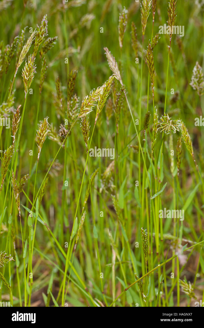 Gewöhnliches Ruchgras, Wohlriechendes Ruchgras, Ruchgras, Geruchgras, Anthoxanthum odoratum, dolce erba primaverile, santo erba, erba di vaniglia, buffalo gr Foto Stock Gewöhnliches Ruchgras, Wohlriechendes Ruchgras, Ruchgras, Geruchgras, Anthoxanthum odoratum, dolce erba primaverile, santo erba, erba di vaniglia, buffalo gr Foto Stock
