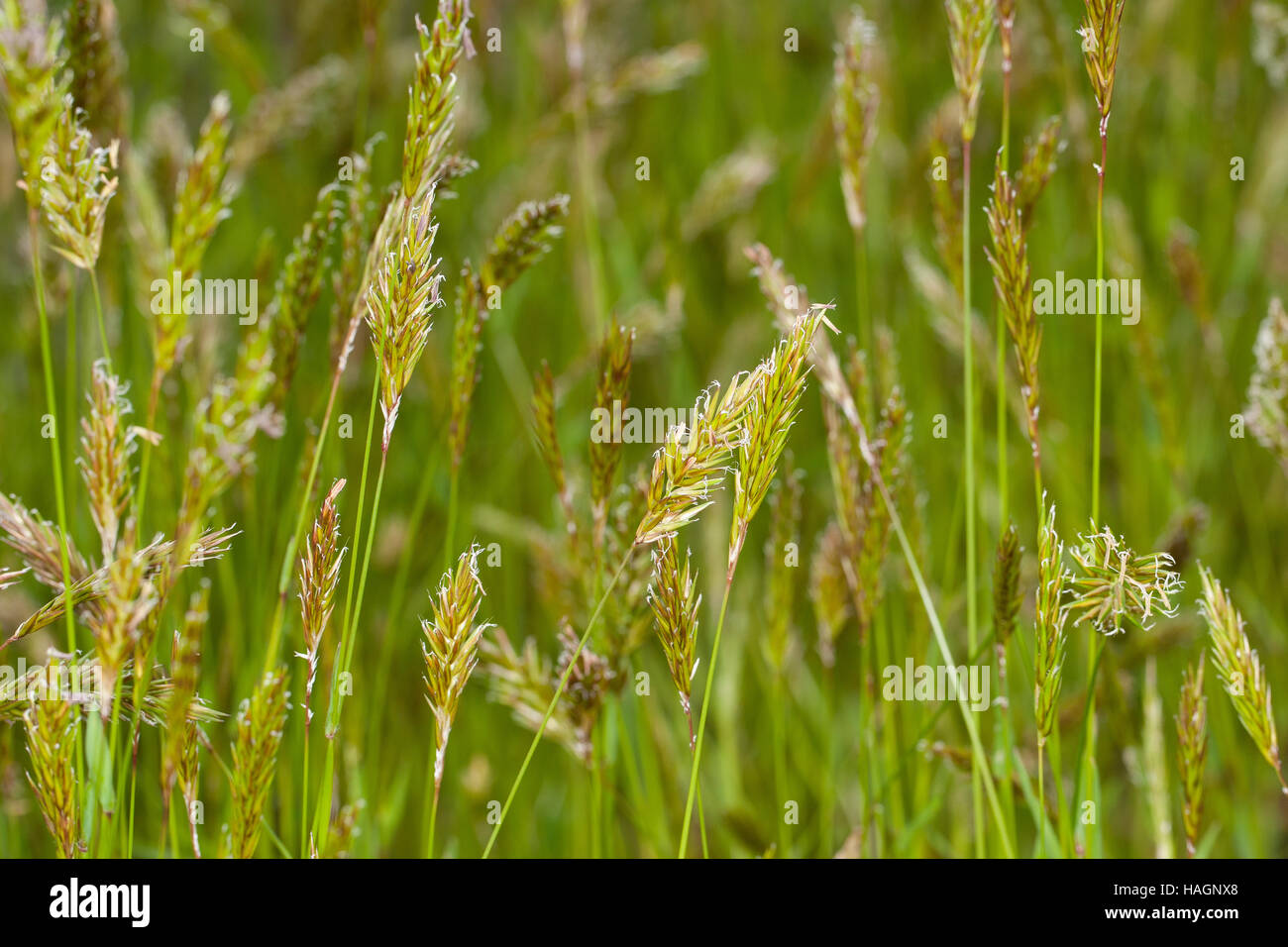 Gewöhnliches Ruchgras, Wohlriechendes Ruchgras, Ruchgras, Geruchgras, Anthoxanthum odoratum, dolce erba primaverile, santo erba, erba di vaniglia, buffalo gr Foto Stock Gewöhnliches Ruchgras, Wohlriechendes Ruchgras, Ruchgras, Geruchgras, Anthoxanthum odoratum, dolce erba primaverile, santo erba, erba di vaniglia, buffalo gr Foto Stock