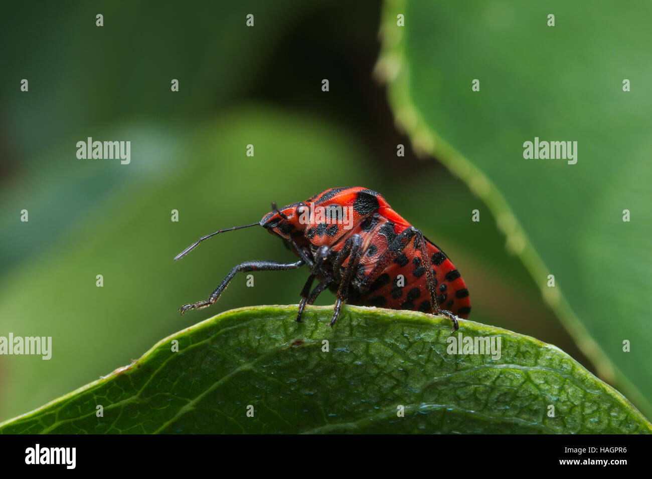 Ministrel o Striped-Bug italiano (Graphosoma lineatum) con rosso e nero i colori di avvertimento (aposematism) Foto Stock