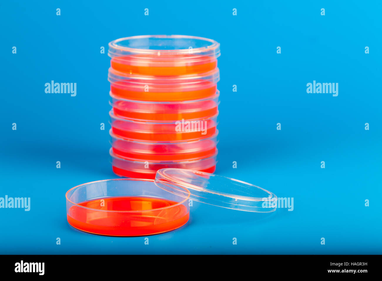 Capsule di Petri con fluido di rosso su sfondo blu Foto Stock
