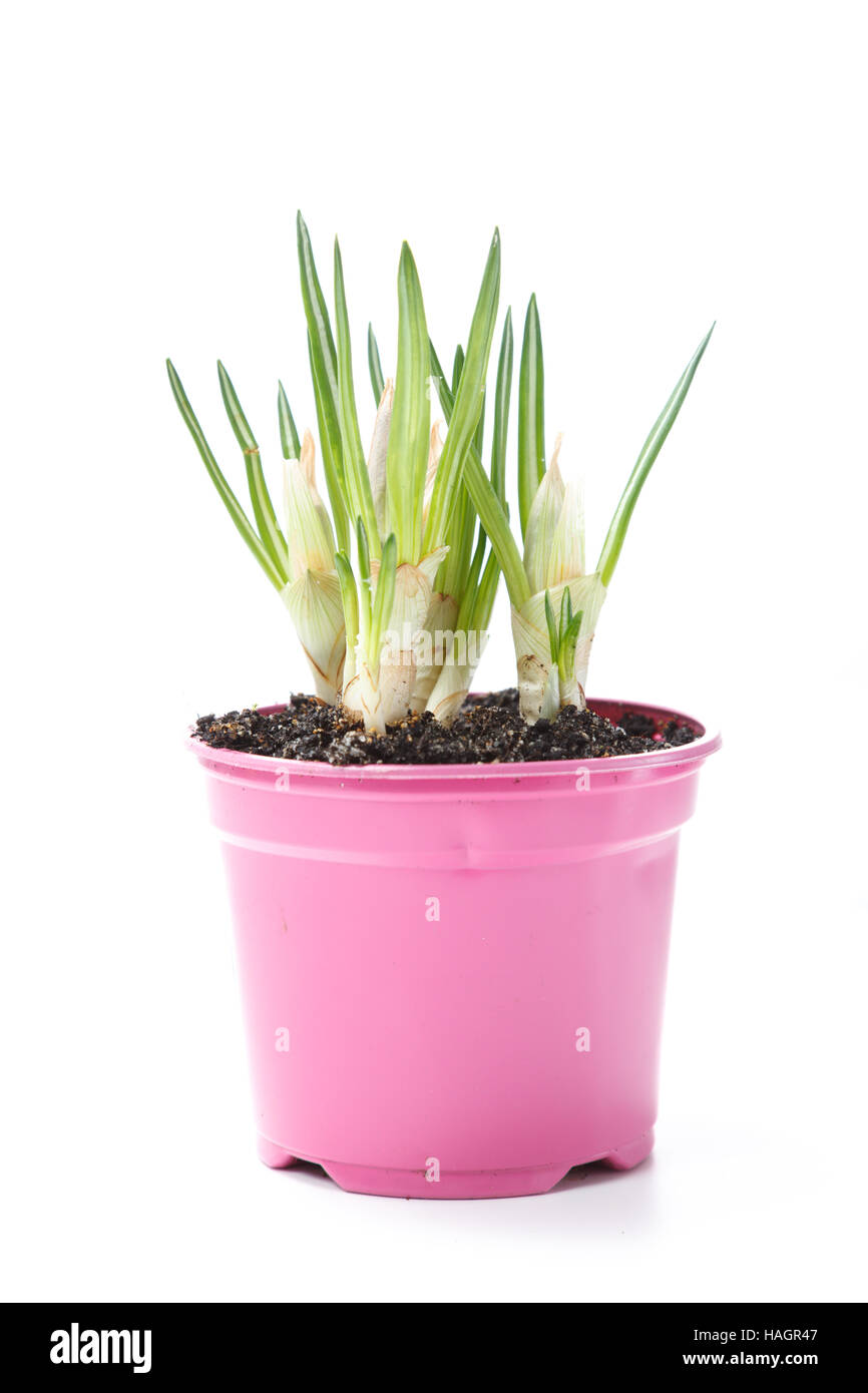 Fioritura primaverile pianta in vaso di fiori, isolato su bianco Foto Stock