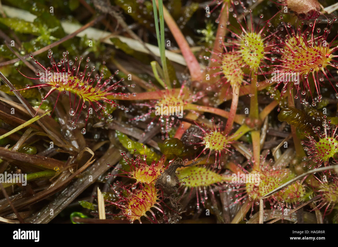 Round-lasciava sundew (drosera rotundifolia), pianta carnivora di alimentazione con un insetto Foto Stock