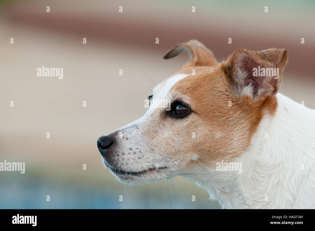 Carino jack russell terrier cane vicino. Foto Stock