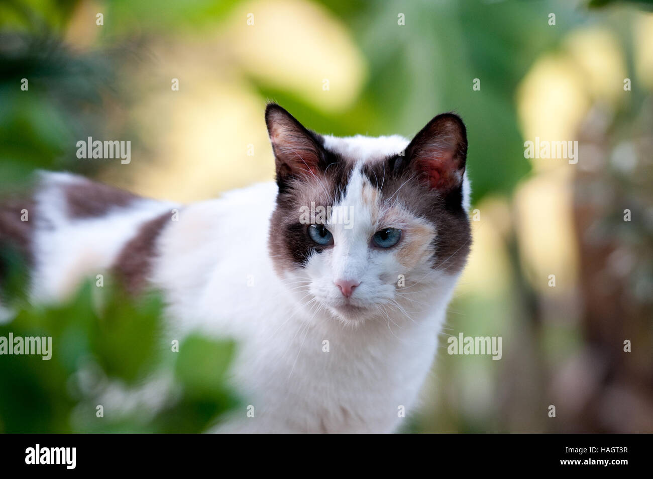 Close up della splendida kitty all aperto in natura con piante verdi in background. Foto Stock