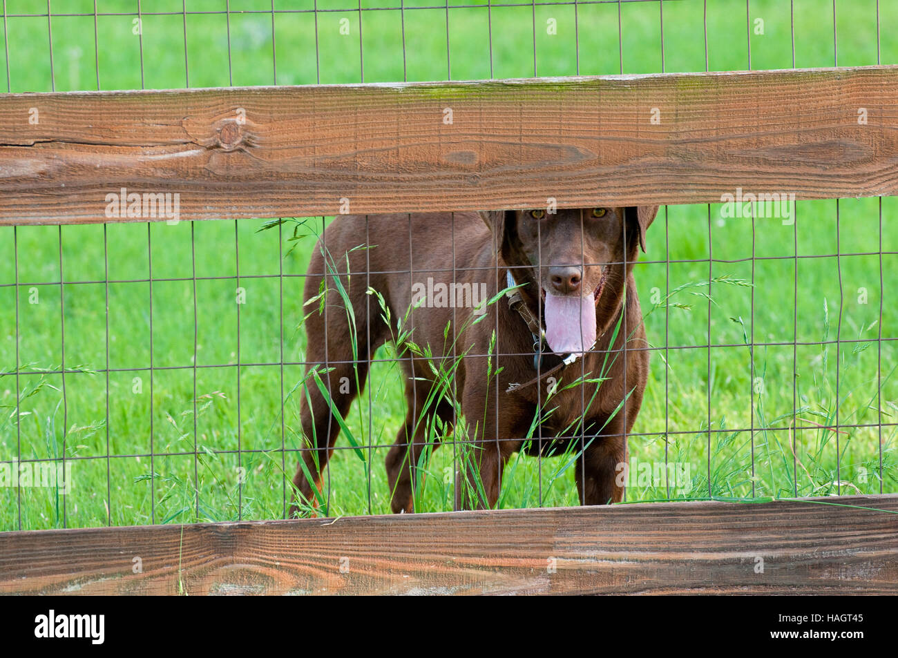 Sana marrone cioccolato lab dietro una staccionata in legno con erba verde in background. Foto Stock
