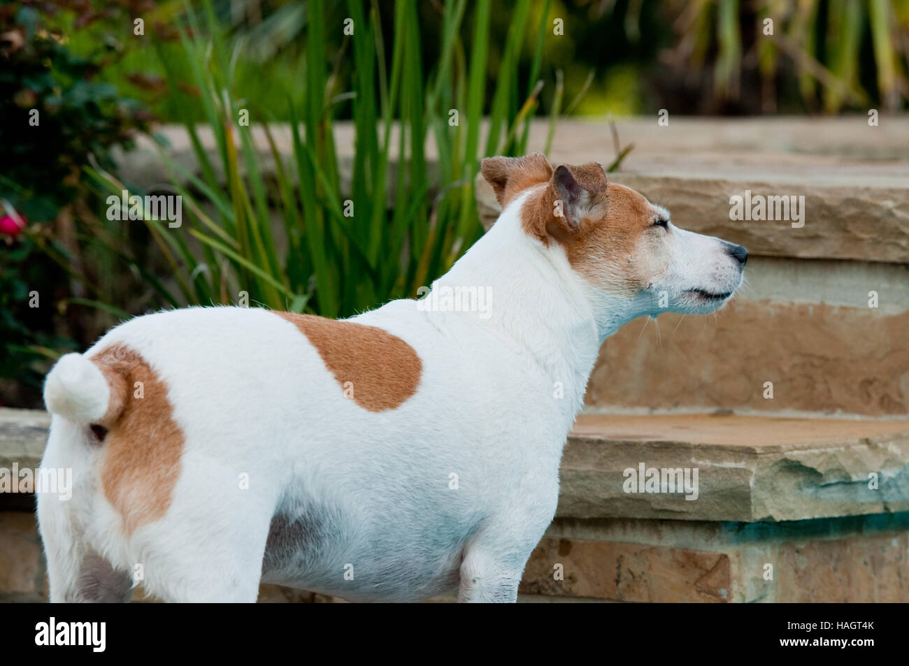 Jack Russell Terrier pet strizzare gli occhi occhi accanto alla pietra paesaggio di backyard. Foto Stock