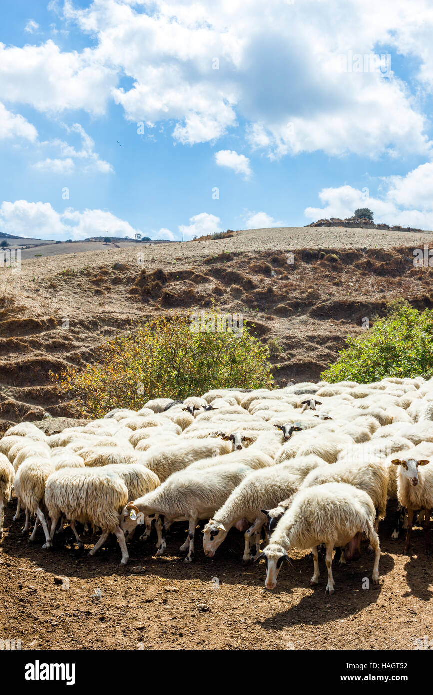 Gregge di intervallo libero razza autoctona dairy pecora su una montagna arida in Creta, Grecia Foto Stock