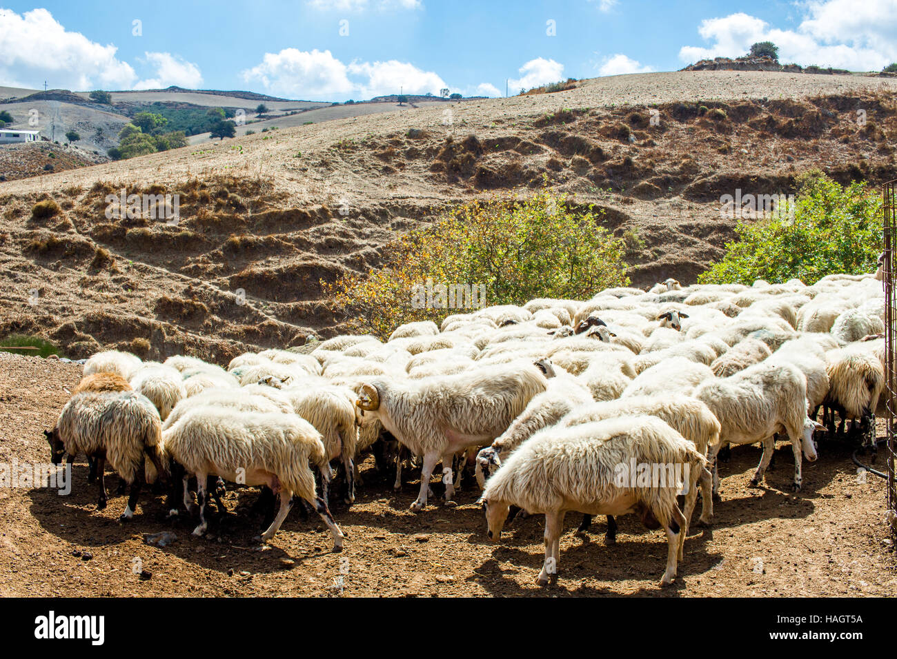 Gregge di intervallo libero razza autoctona dairy pecora su una montagna arida in Creta, Grecia Foto Stock