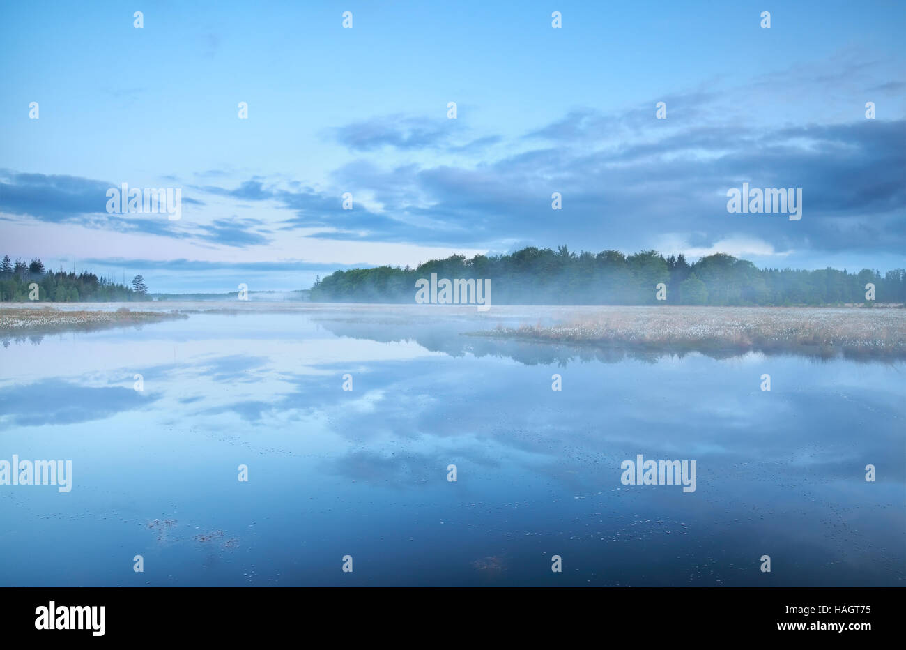 Foschia mattutina sul lago di foresta, Paesi Bassi Foto Stock