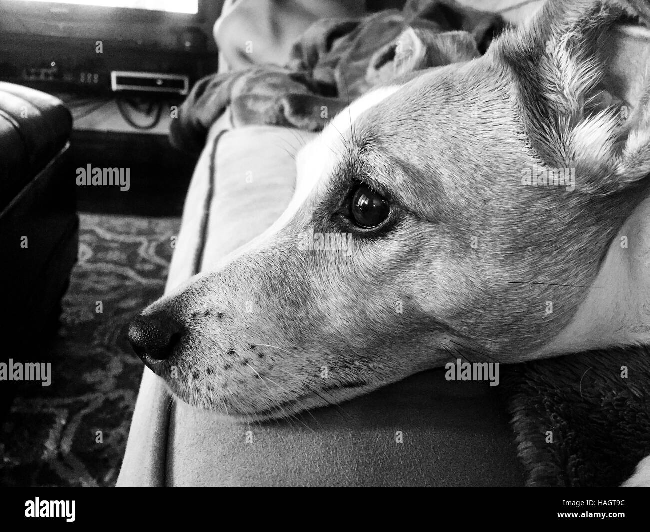 Close up di un jack russell terrier cane sul pullman in ambienti chiusi. Foto Stock