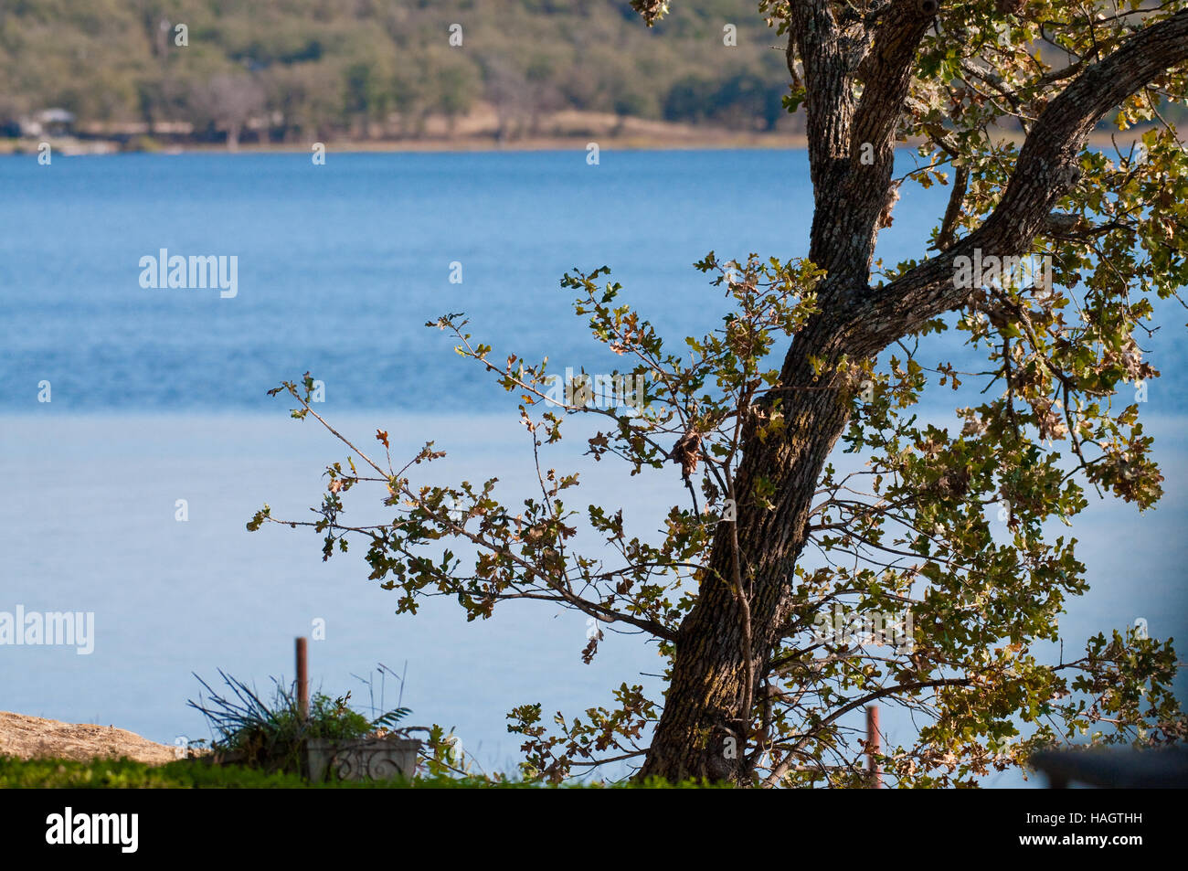 Albero di quercia all aperto con blue lago tranquillo in background. Foto Stock