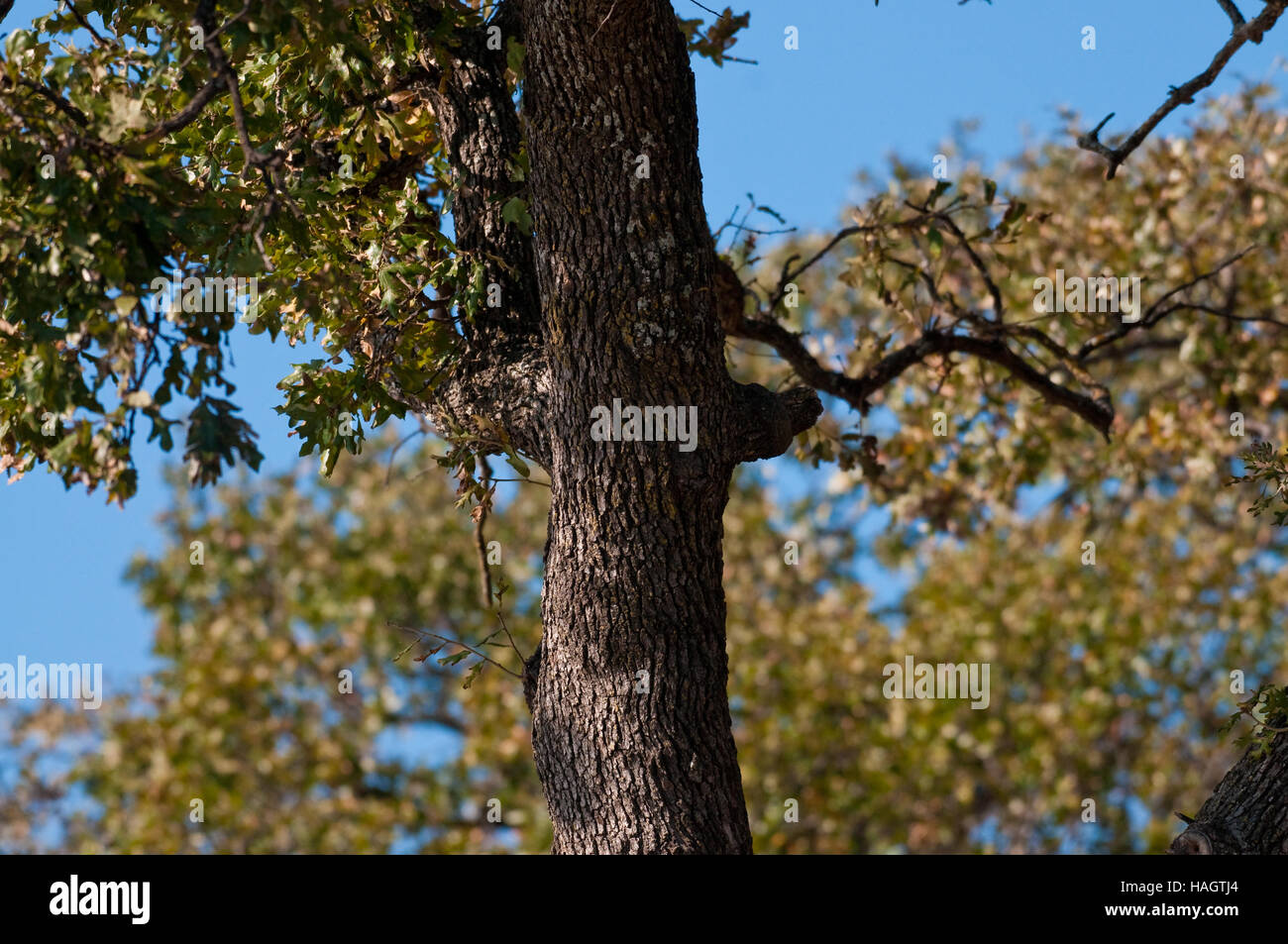 Albero di quercia in esterni con cielo blu in background. Foto Stock
