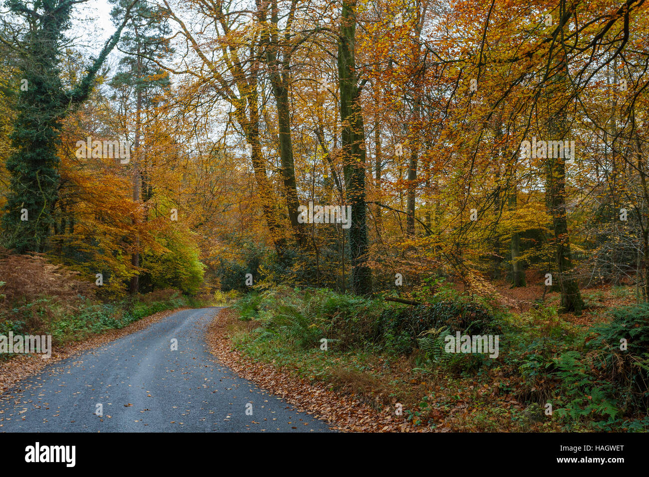 Country Road passando attraverso il bosco di faggio in autunno, Wye Valley, Monmouthshire, Galles Foto Stock