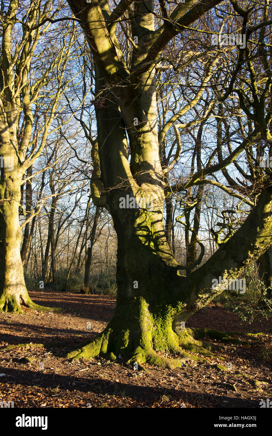 Bosco di querce adiacente al bordo meridionale di Cissbury Ring, la seconda Età del Ferro hill fort in Inghilterra Foto Stock
