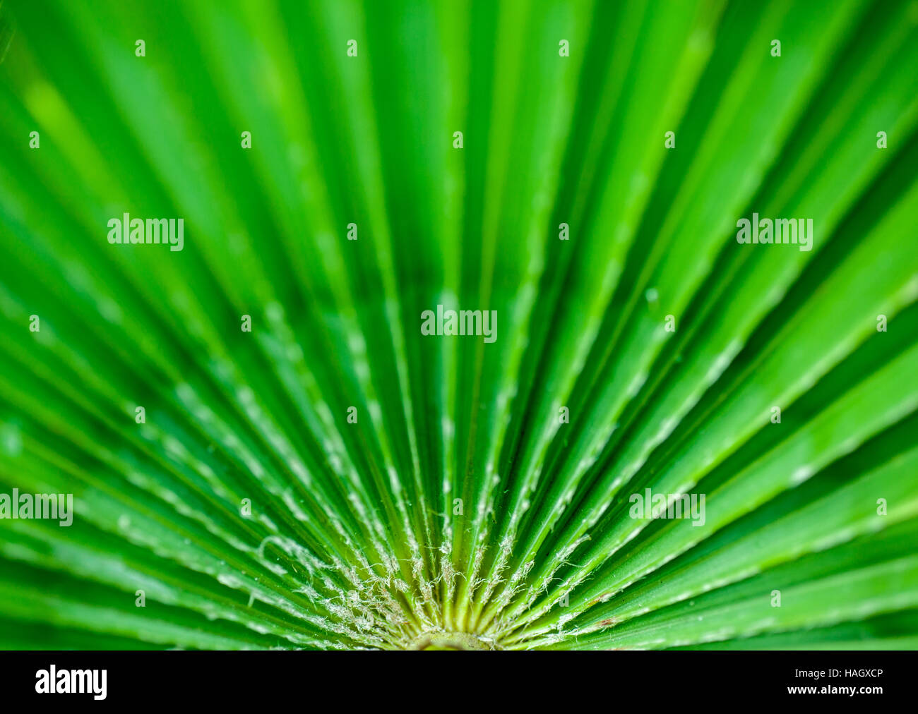 Radianti linee su una foglia di palma Foto Stock