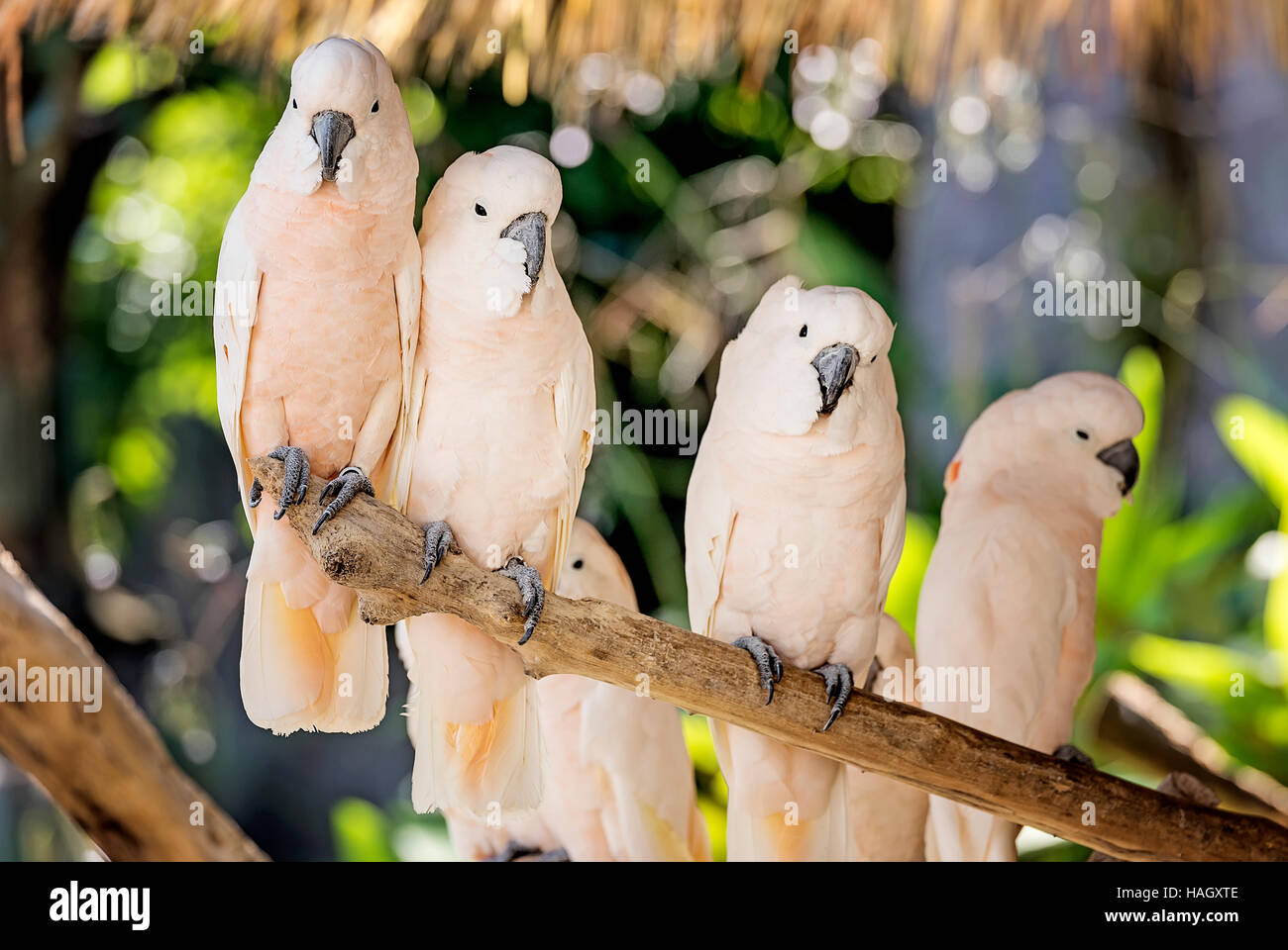 Carino il salmone-crested cockatoo sul ramo secco Foto Stock