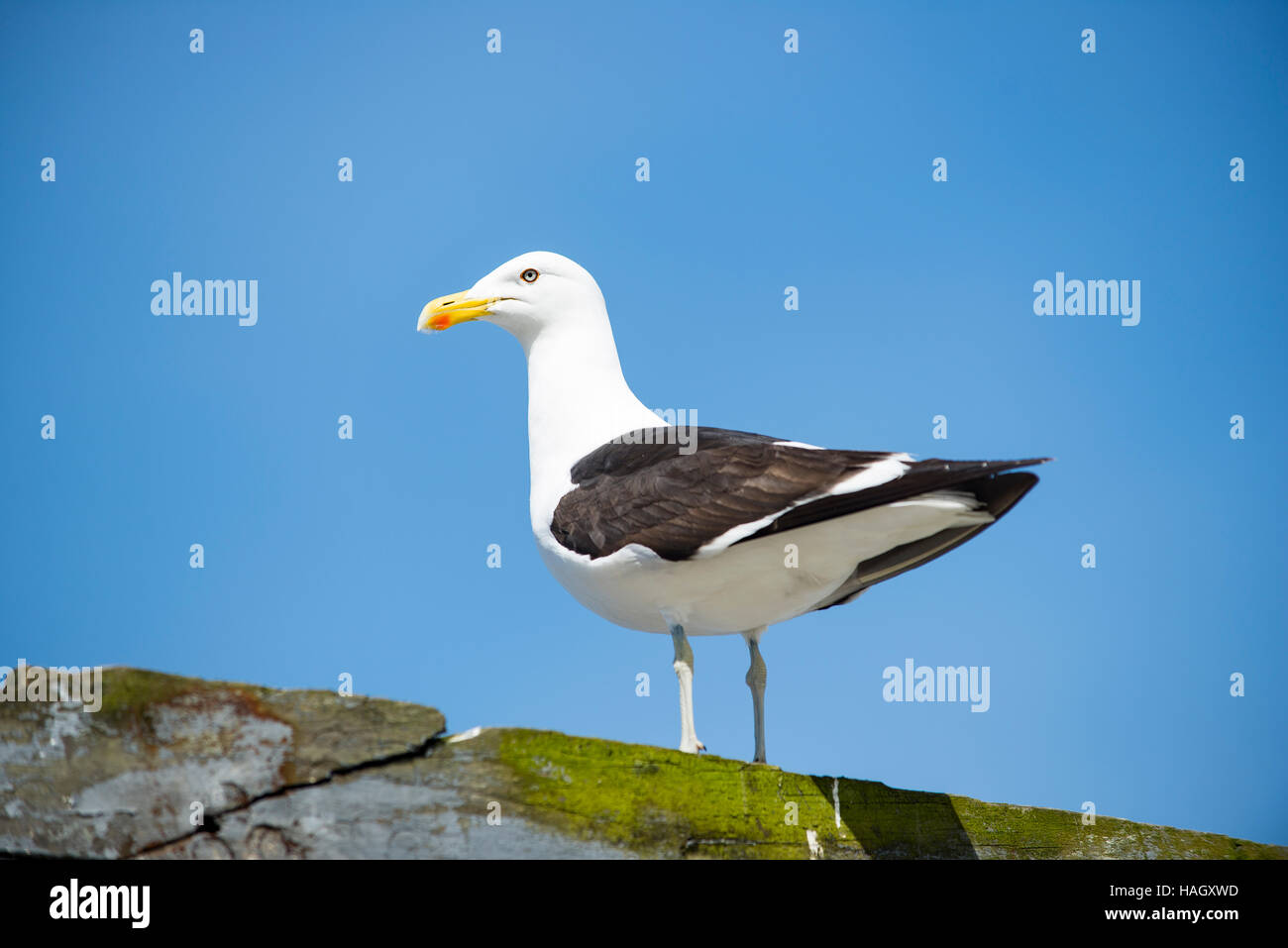 Gaviota Chilena Foto Stock