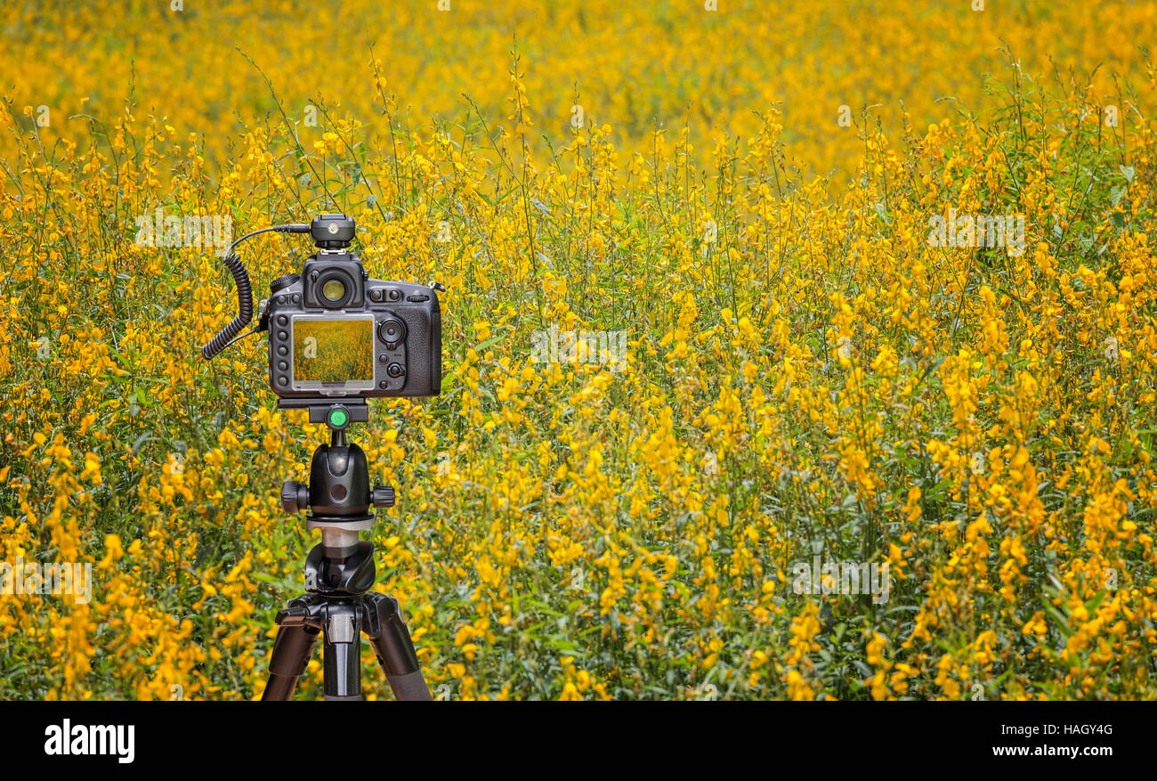Fotocamera su treppiede catturare giallo campo sunhemp Foto Stock