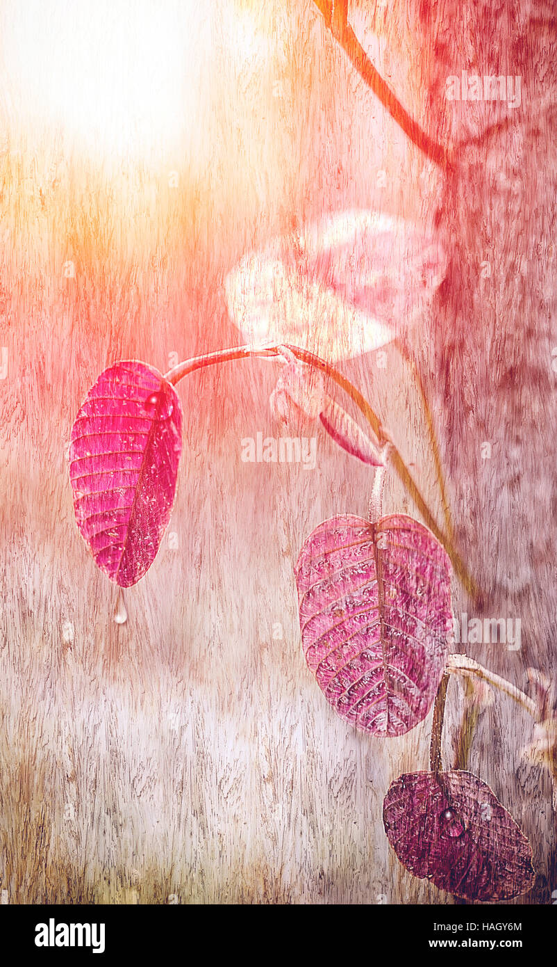 Immagine della foglia rossa con acqua goccia sovrapposizione su uno sfondo di legno. Foto Stock