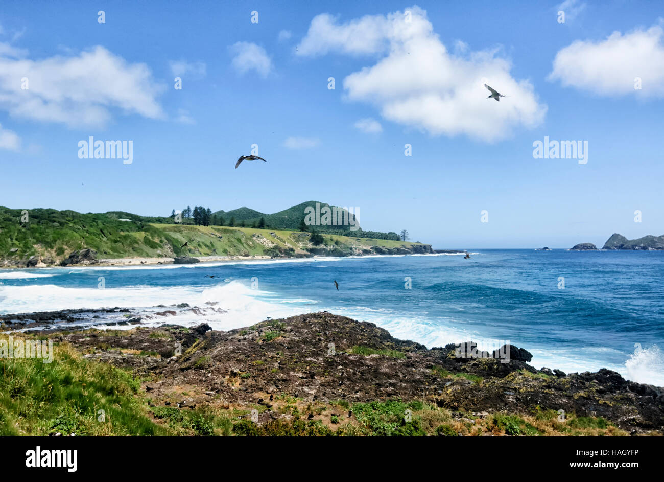 Fuligginosa Sterne (Sterna fuscata) in volo, Isola di Lord Howe, Nuovo Galles del Sud, NSW, Australia Foto Stock