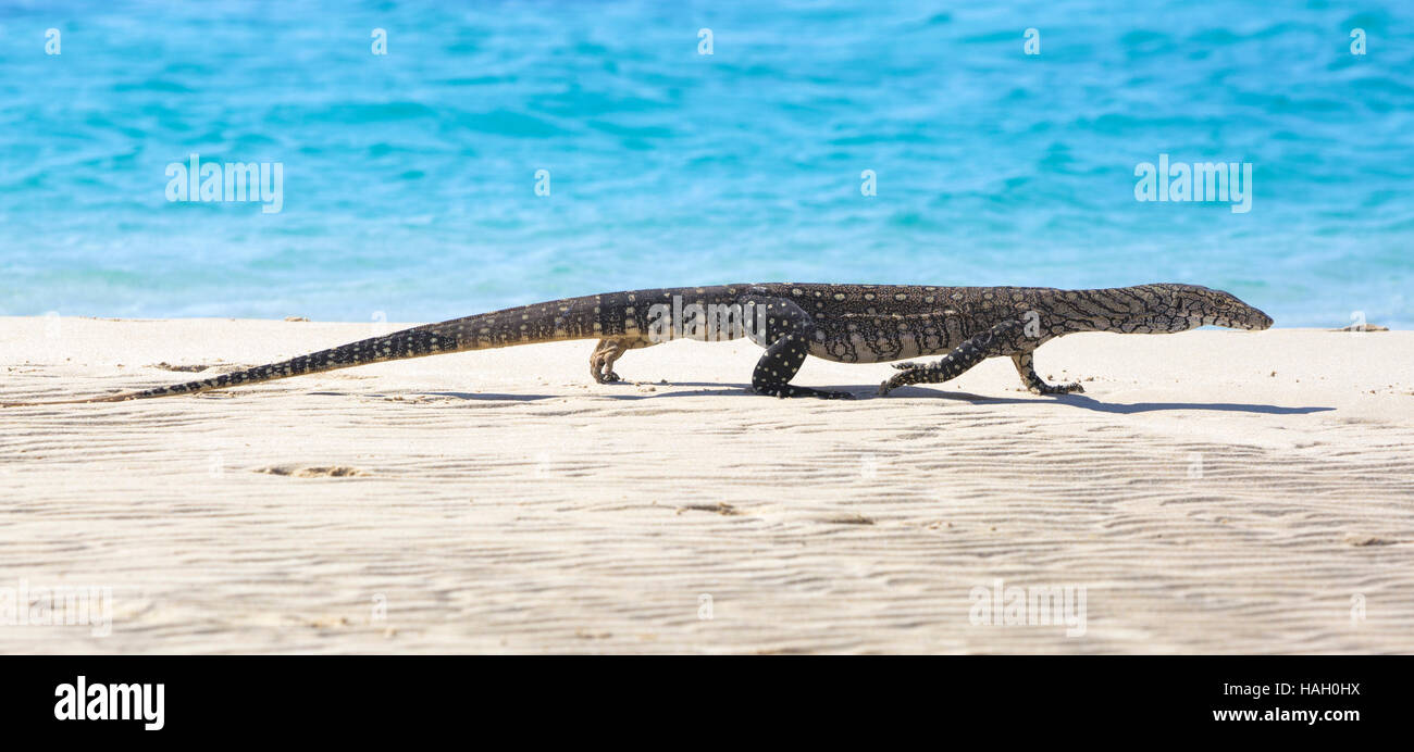 Sabbia goanna (Varanus gouldii) sulla spiaggia di Coral Bay, Australia occidentale Foto Stock