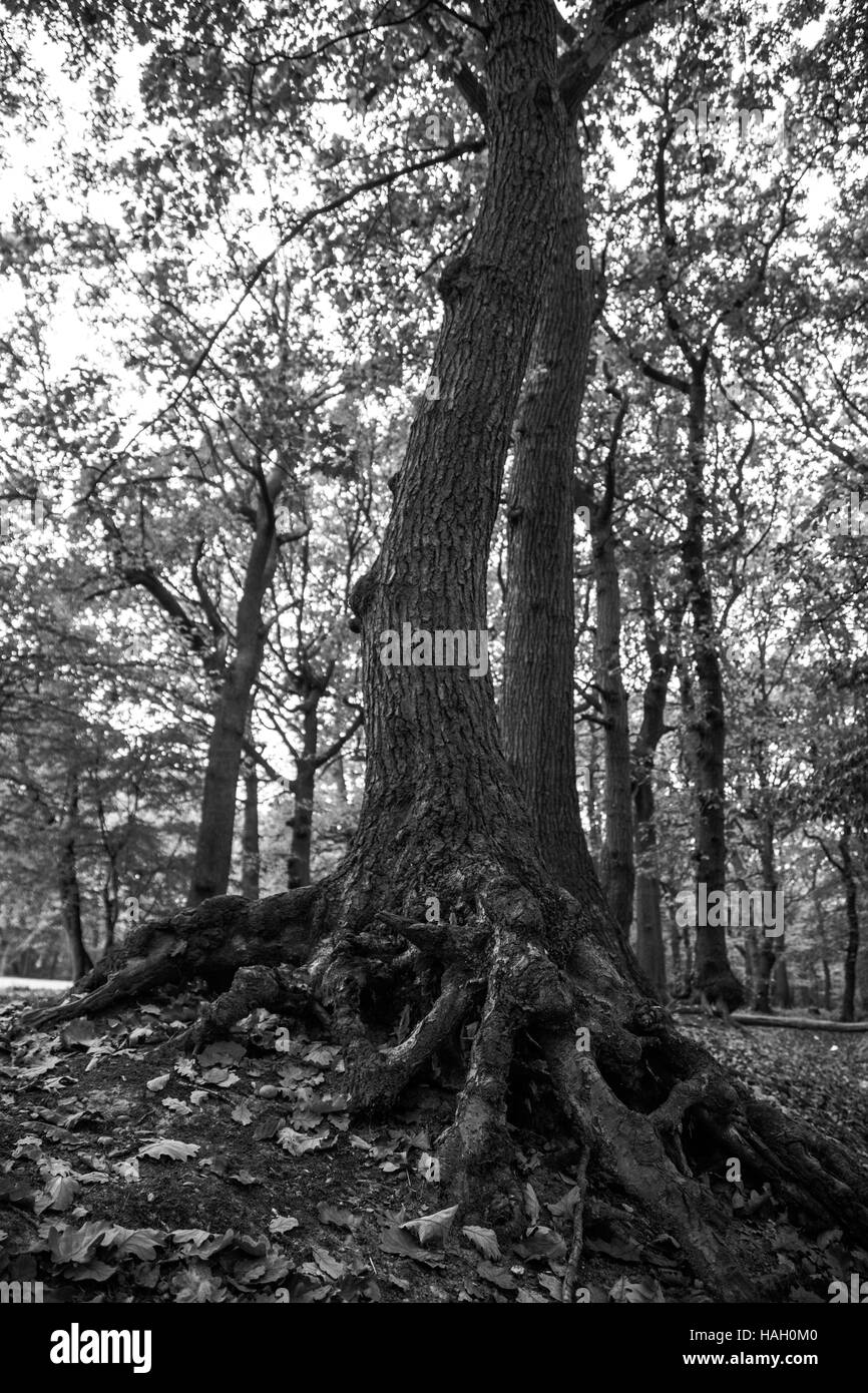 Vecchio albero con radici esposte in monocromia Foto Stock