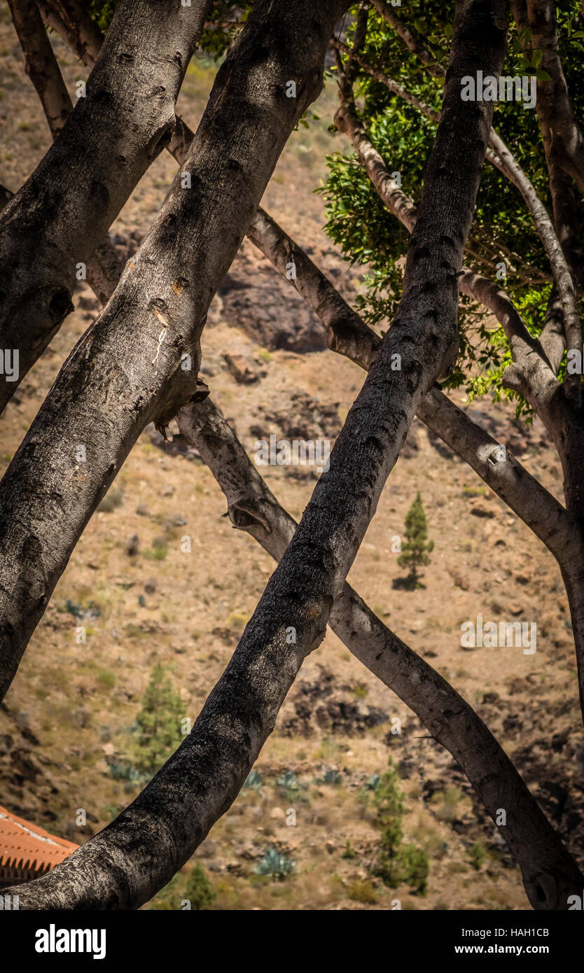 Stranamente cresce a rami di alberi in Fataga in Gran Canaria Foto Stock