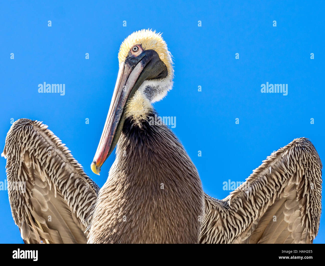 Vista di un marrone pellicano appollaiato su un tetto pronto a volare. Foto Stock