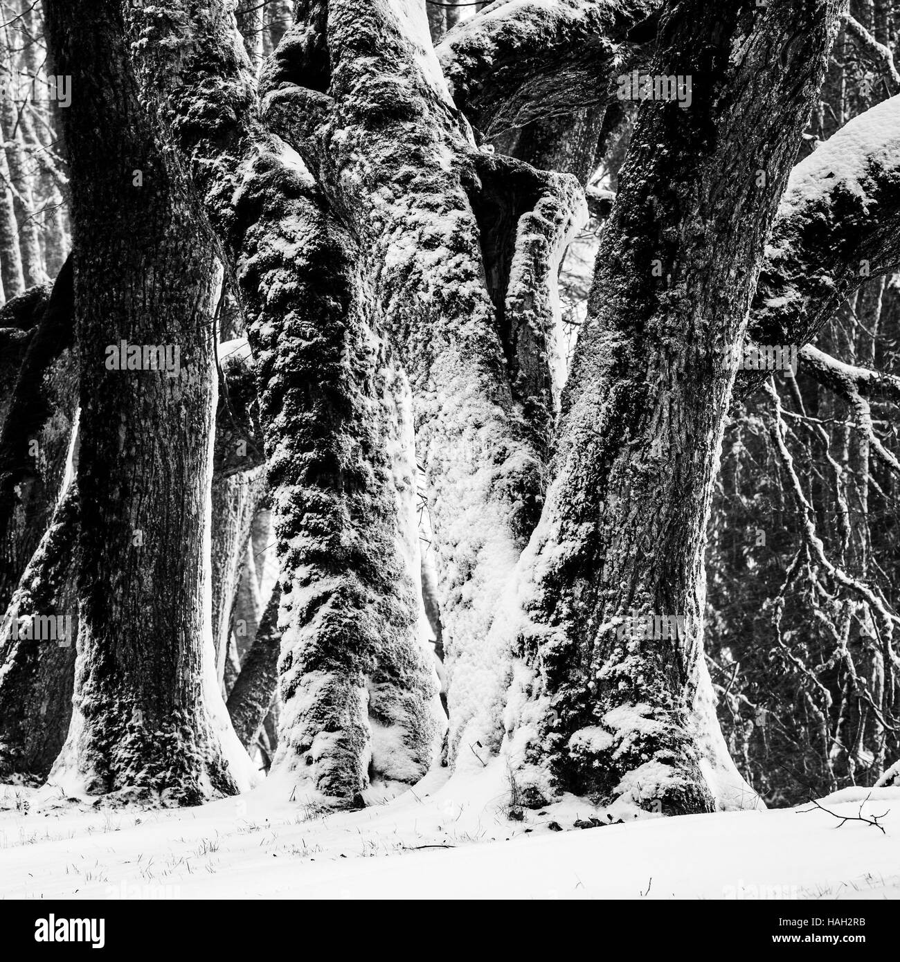 Steli di vecchi alberi di Tilia in inverno Foto Stock