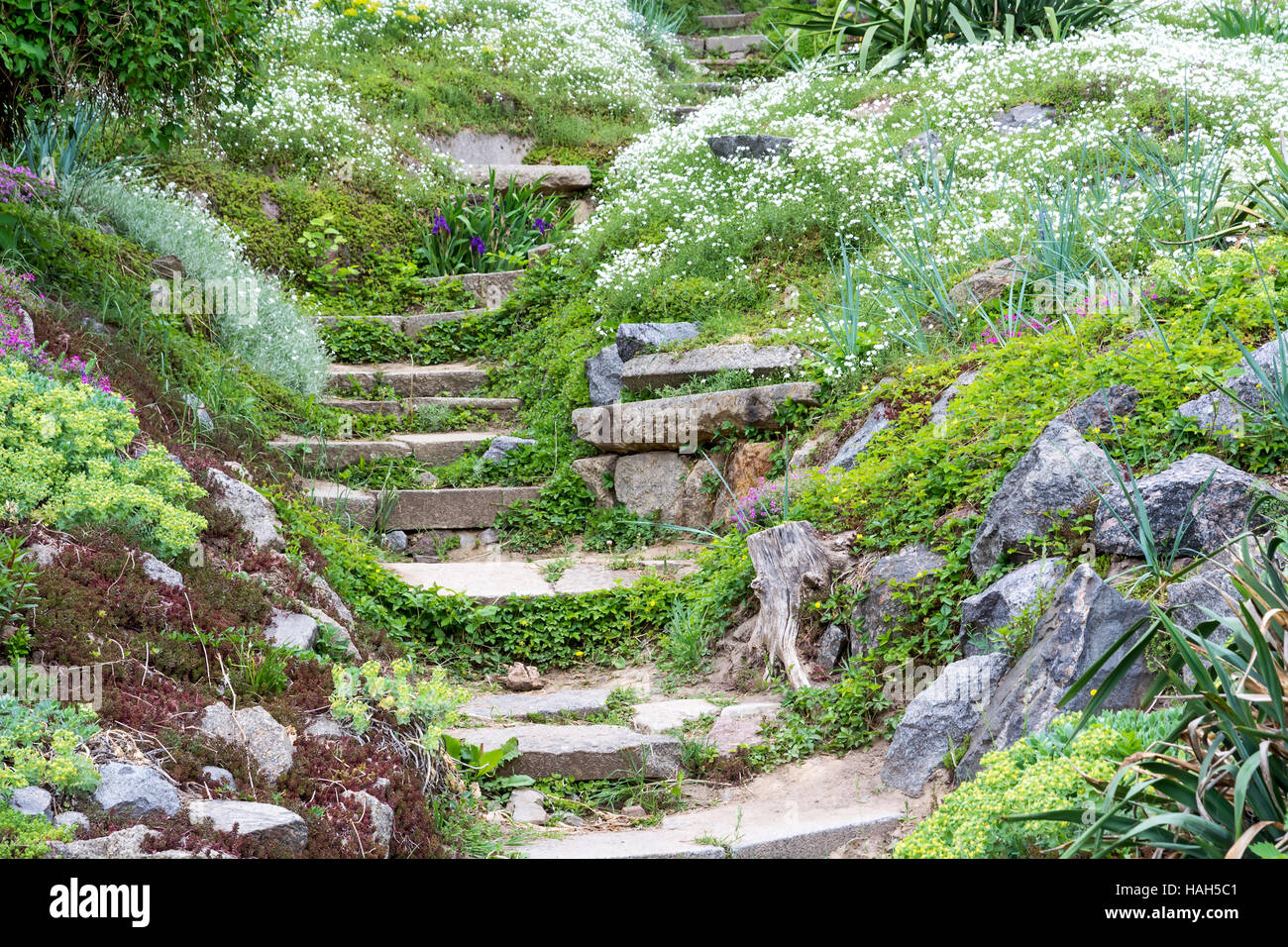Gradini in pietra circondato da bellissimi fiori e vegetazione verde. Close up. Foto Stock