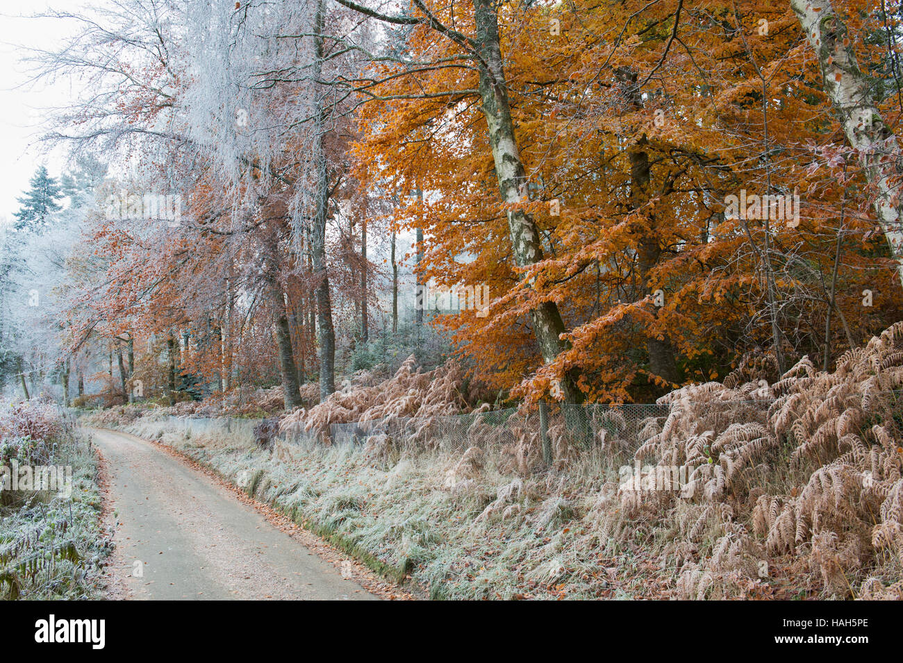 Frosty lane e alberi d'autunno in Scottish Borders. Scozia Foto Stock