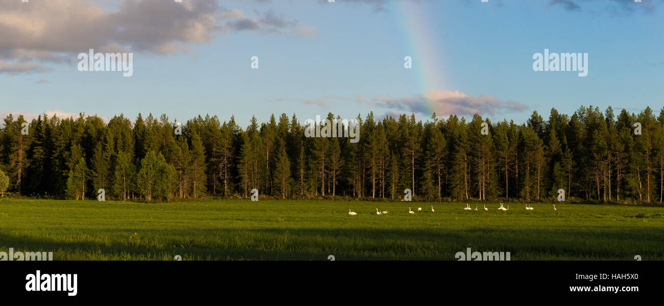 Whooper Swan (Cygnus Cygnus), gregge in appoggio sul prato con rainbow in background Foto Stock