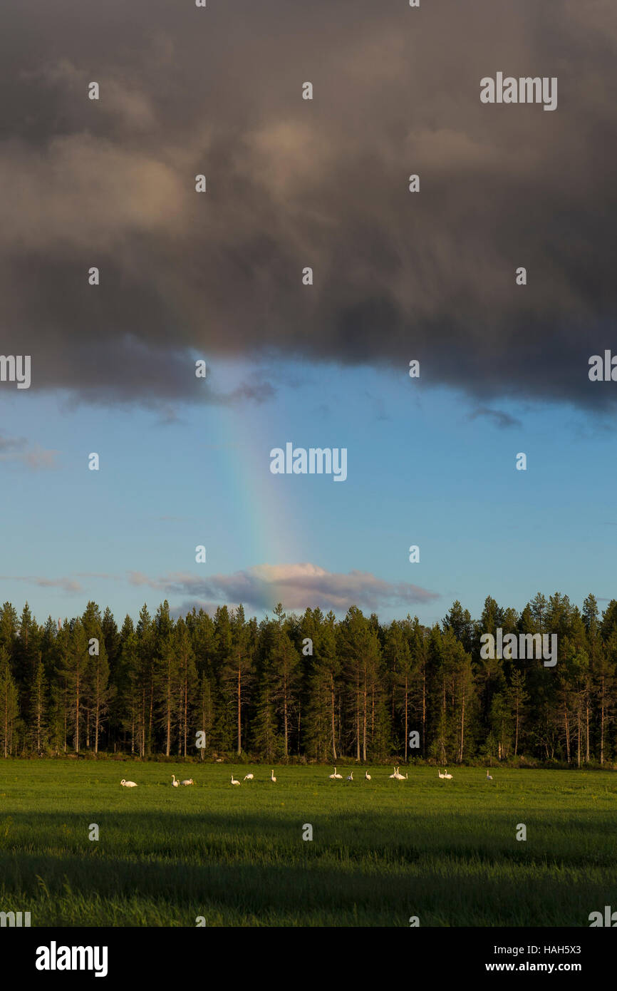 Whooper Swan (Cygnus Cygnus), gregge in appoggio sul prato con rainbow in background Foto Stock