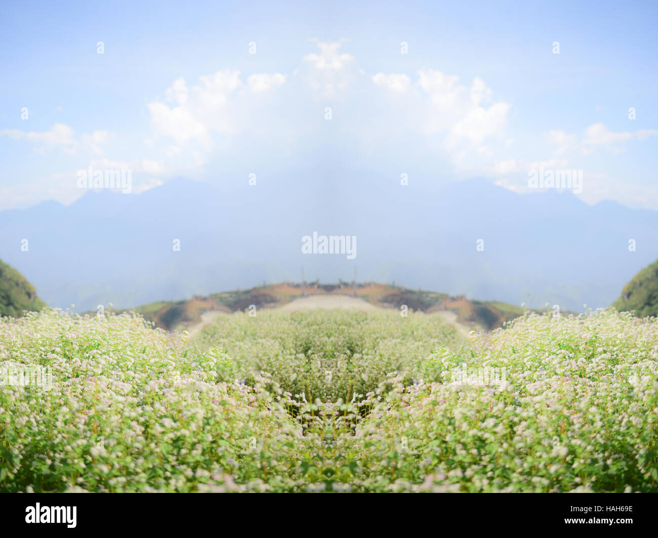 Il fiore di grano saraceno sul campo Foto Stock