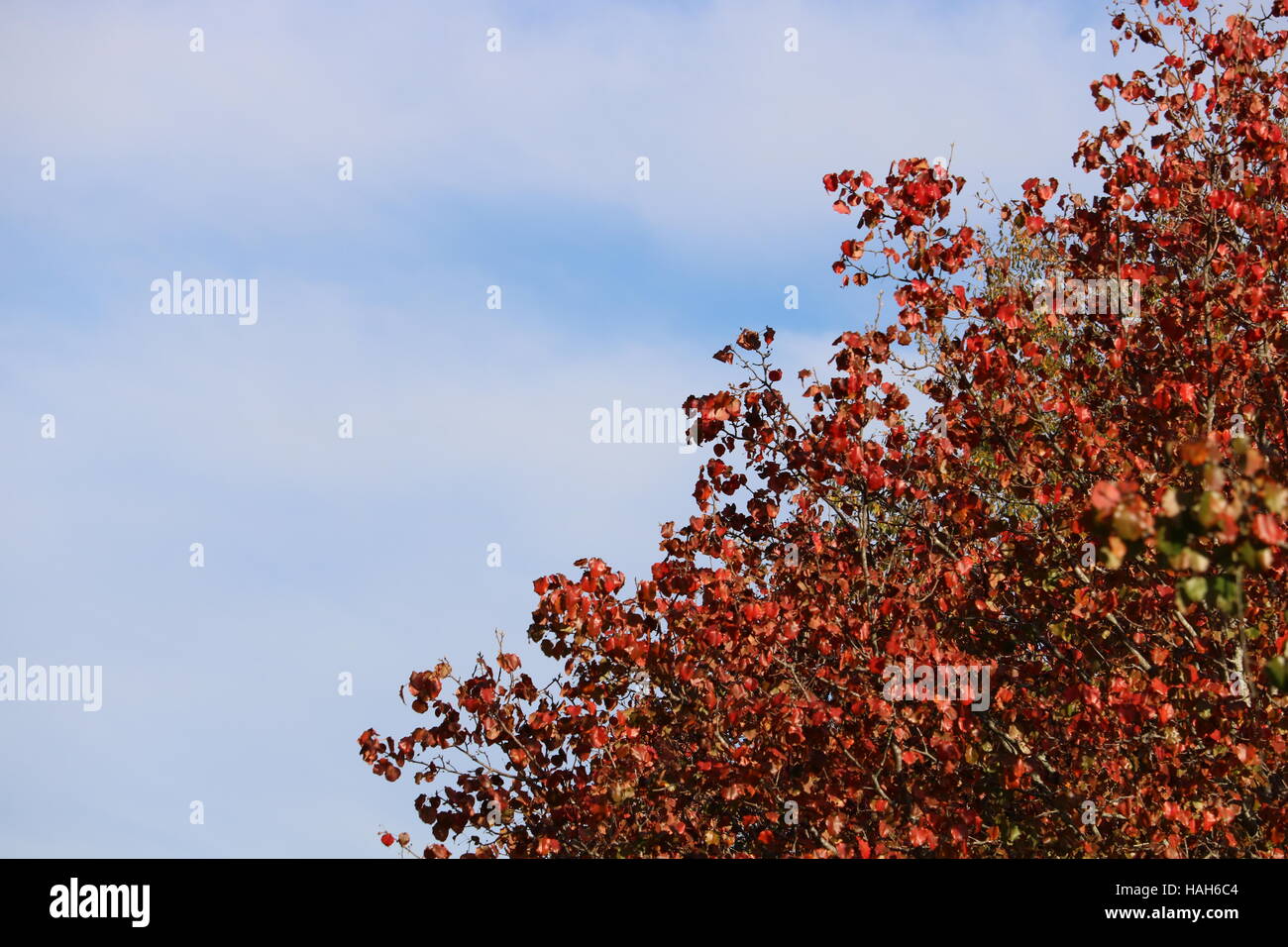 Foglie rosse, blu cielo Foto Stock