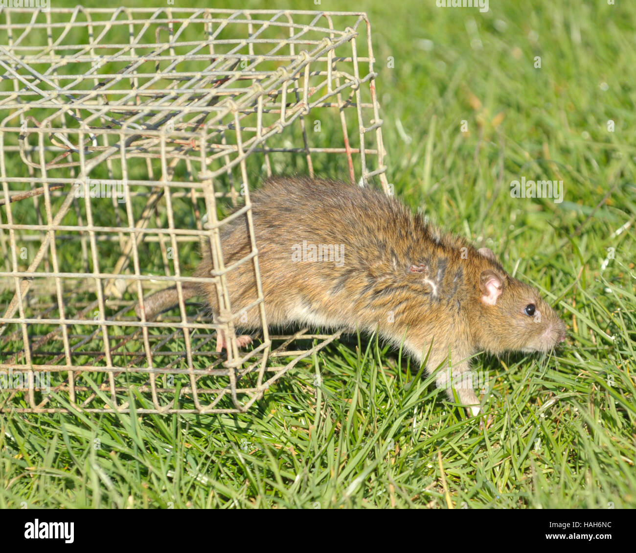 La fuga di ratto una trappola Foto Stock