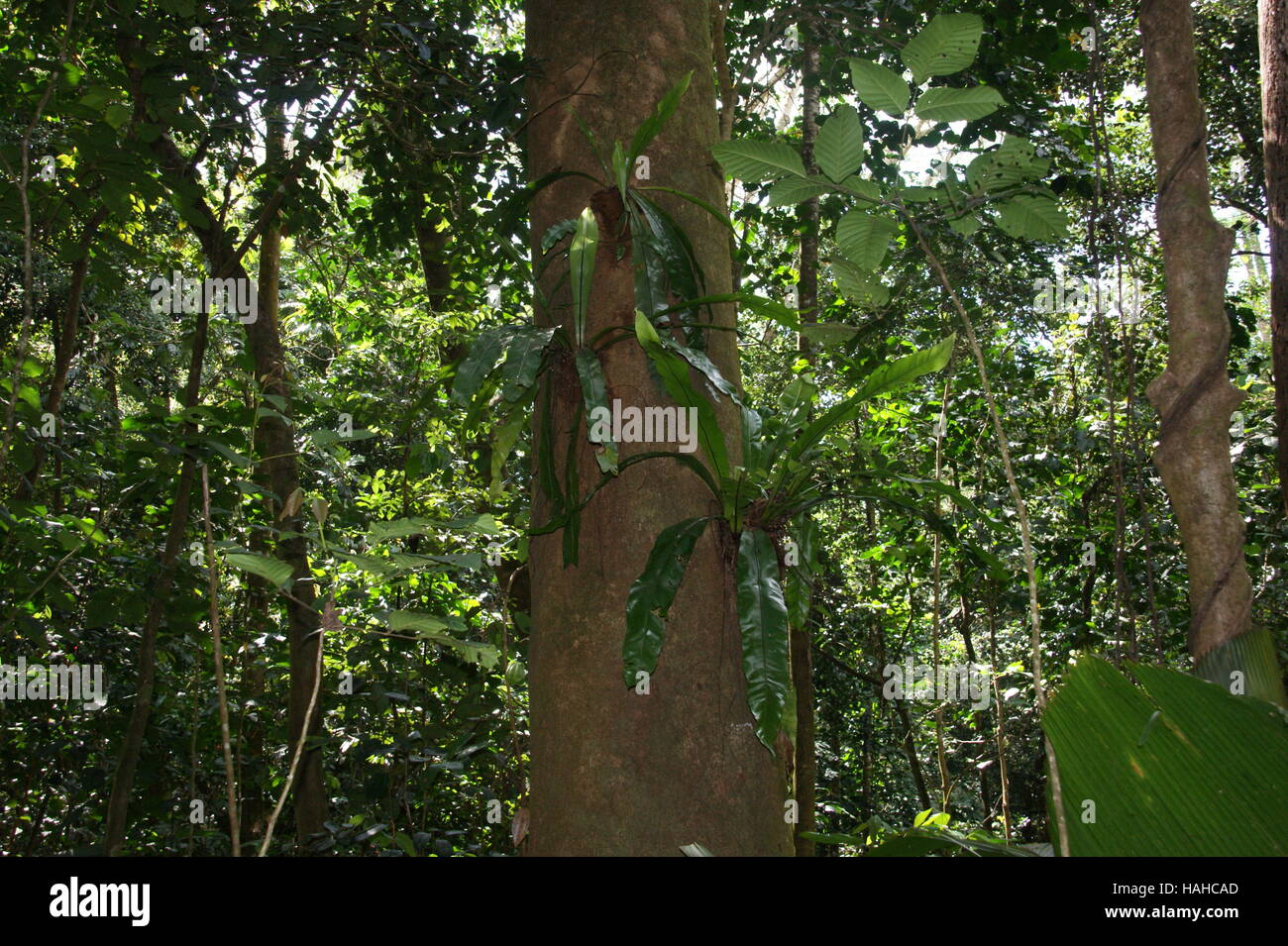 Asplenium nidus, Bird's-nest fern, nido fern. Morne Seychellois National Park. Isola di Mahe. Foto Stock