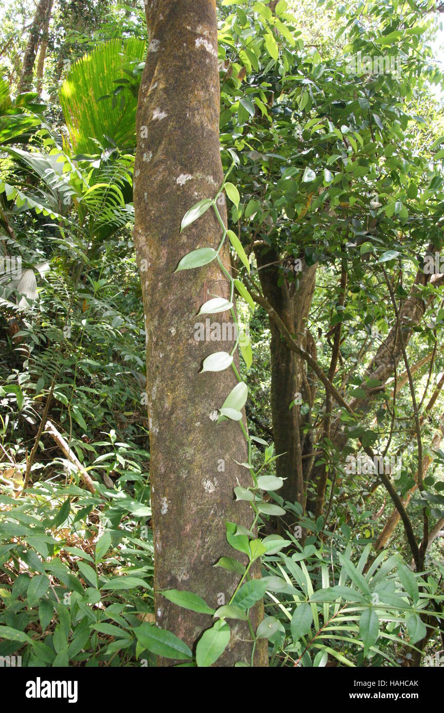 La vaniglia, orchidee vaniglia. Vanilla planifolia. La vaniglia selvatica, Morne Seychellois National Park. Isola di Mahe. Foto Stock