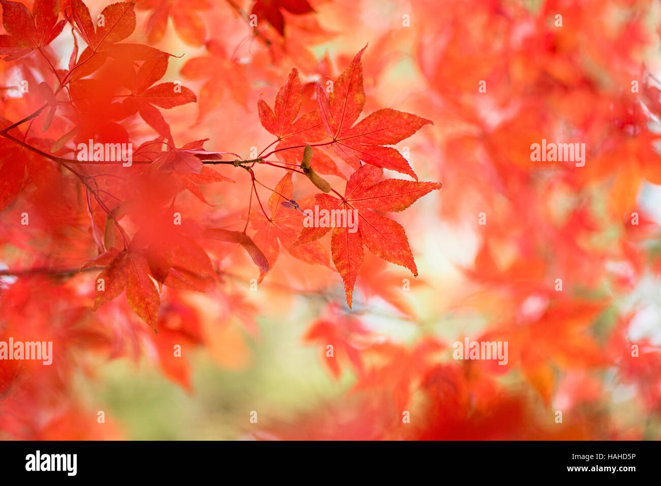 Giapponese acero rosso Foglie di autunno Foto Stock