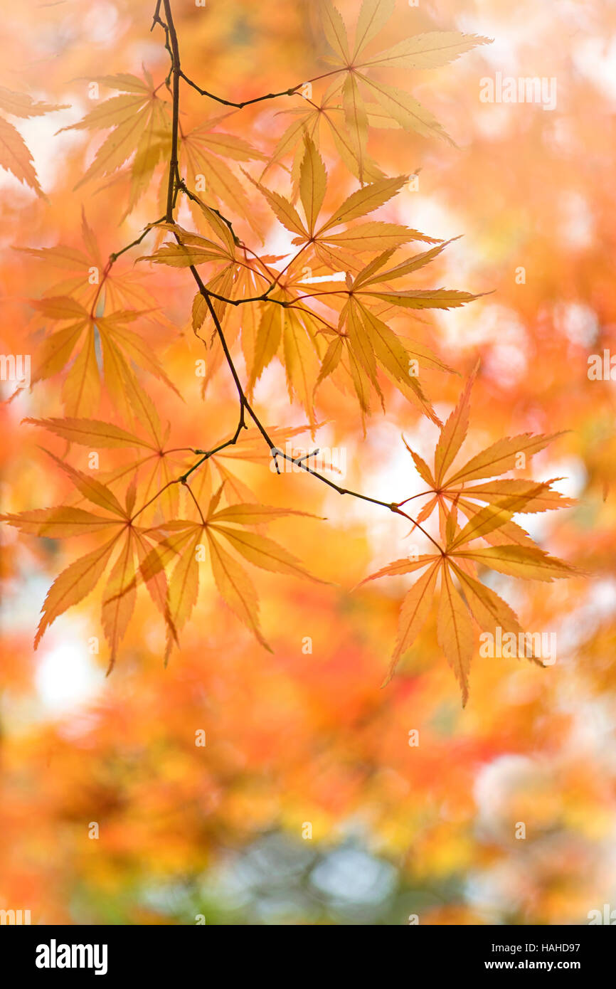 Giapponese acero arancio Foglie di autunno Foto Stock