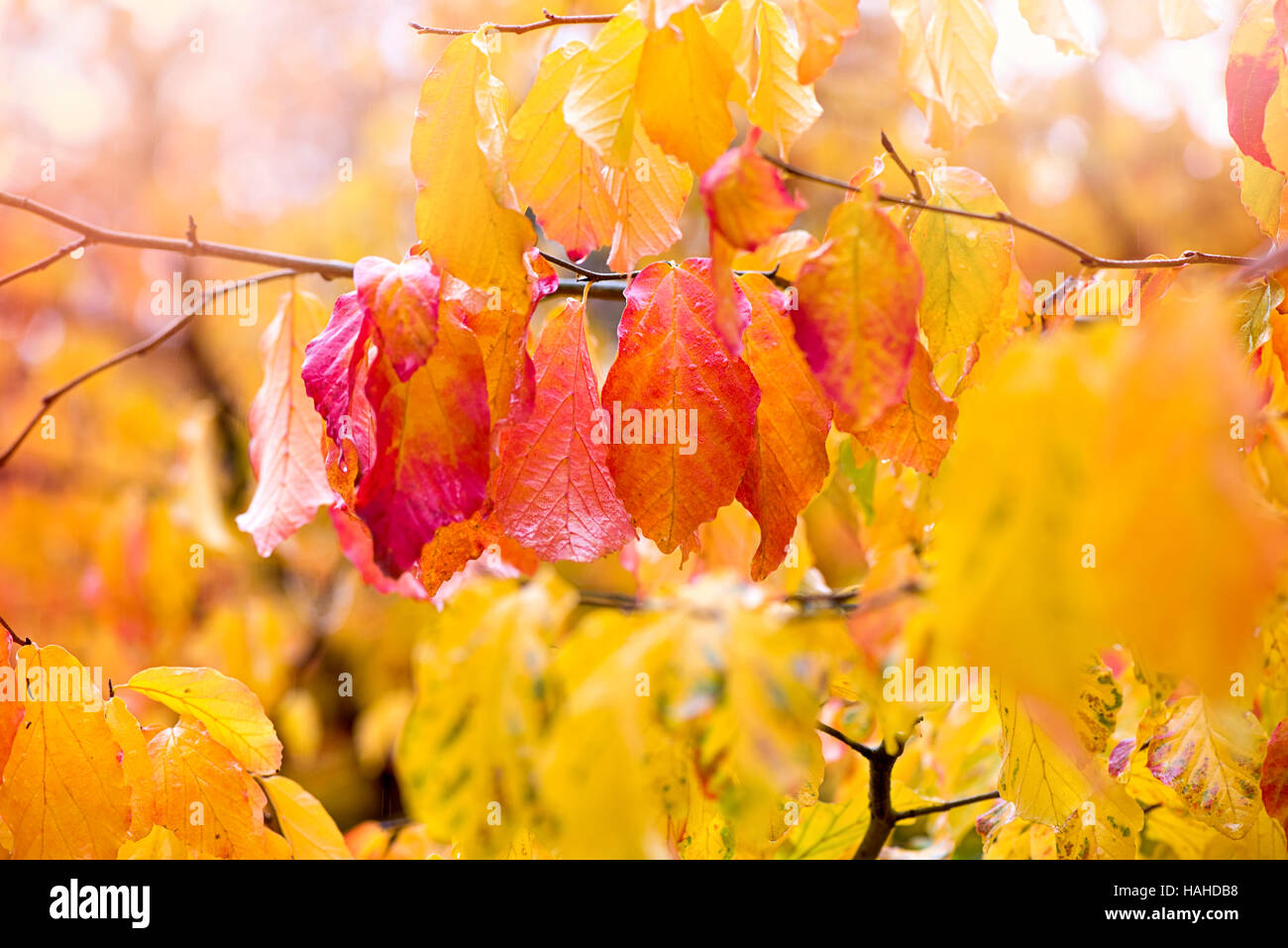 Giapponese acero Foglie di autunno Foto Stock