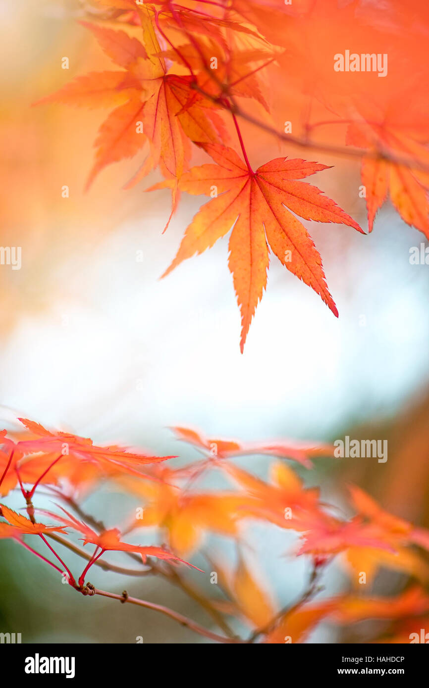 Giapponese acero Foglie di autunno Foto Stock